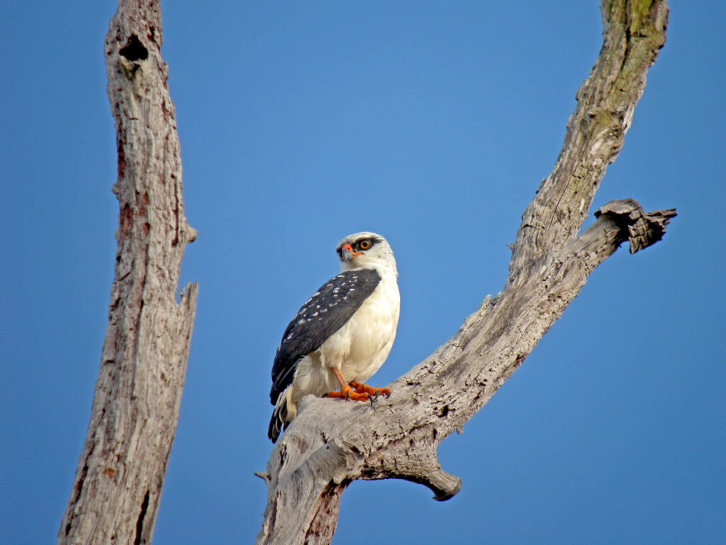 Black-faced hawk (Leucopternis melanops) on tree