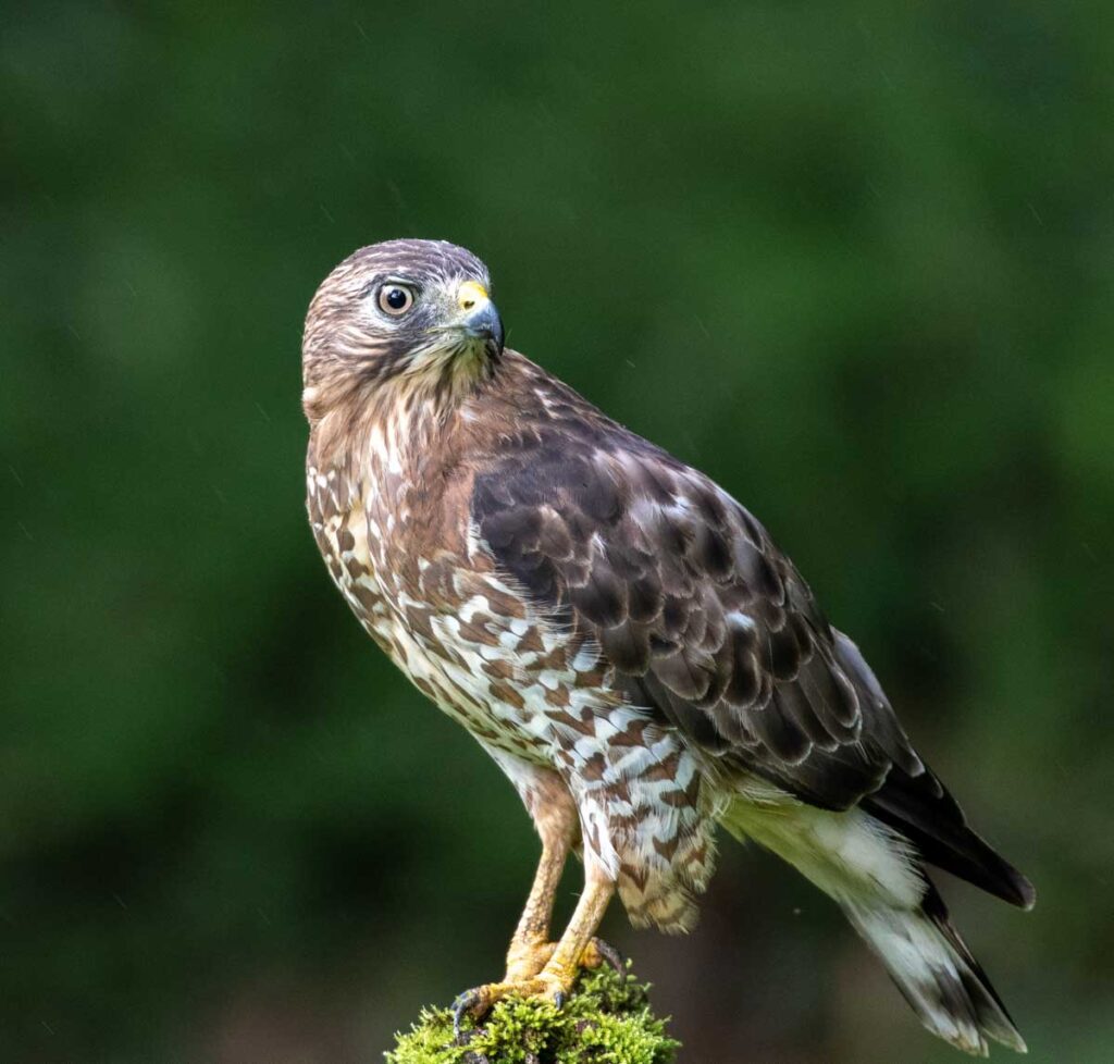 Broad winged Hawk in rainy weather