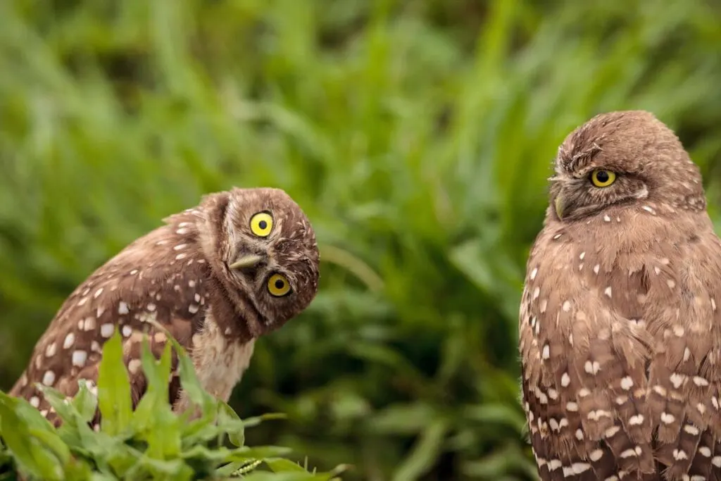 Funny Burrowing owl, Athene cunicularia, tilts its head outside its burrow
