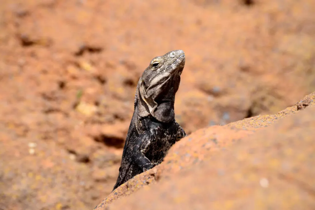 Chuckwalla lizard sunning itself sitting on rock