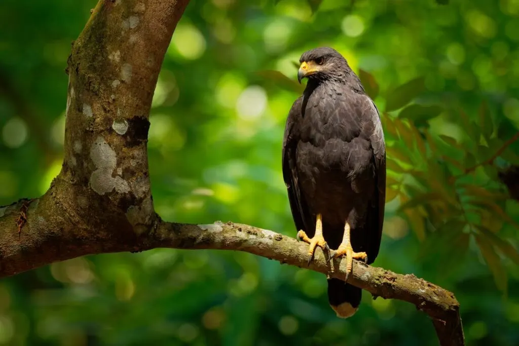 Common Black Hawk on a tree branch