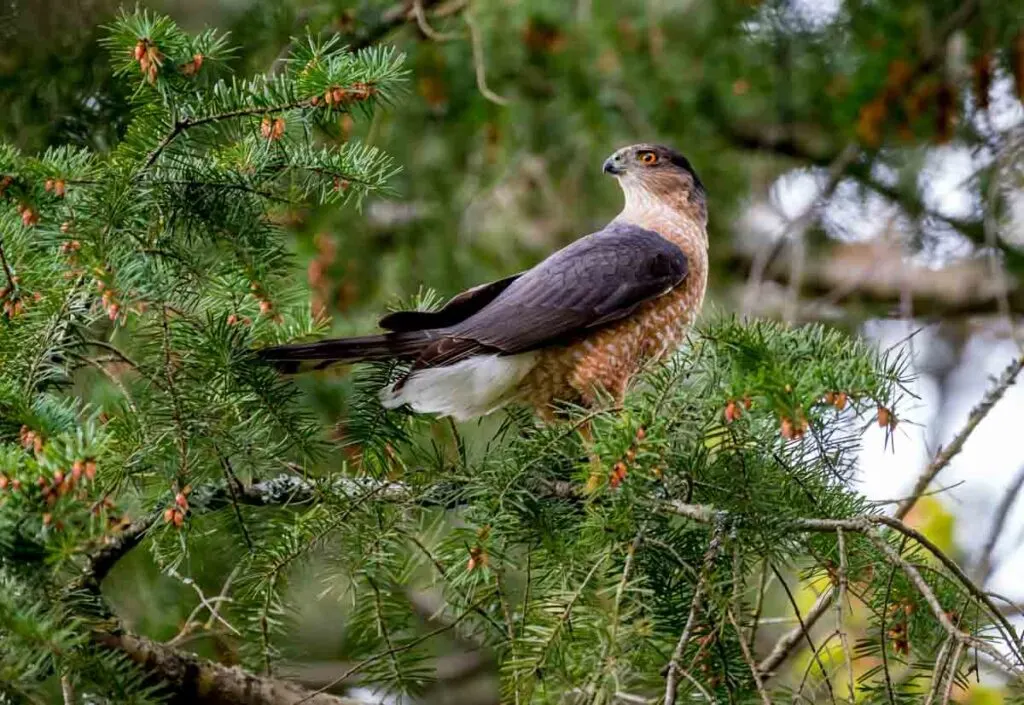 Male Cooper's hawk on tree