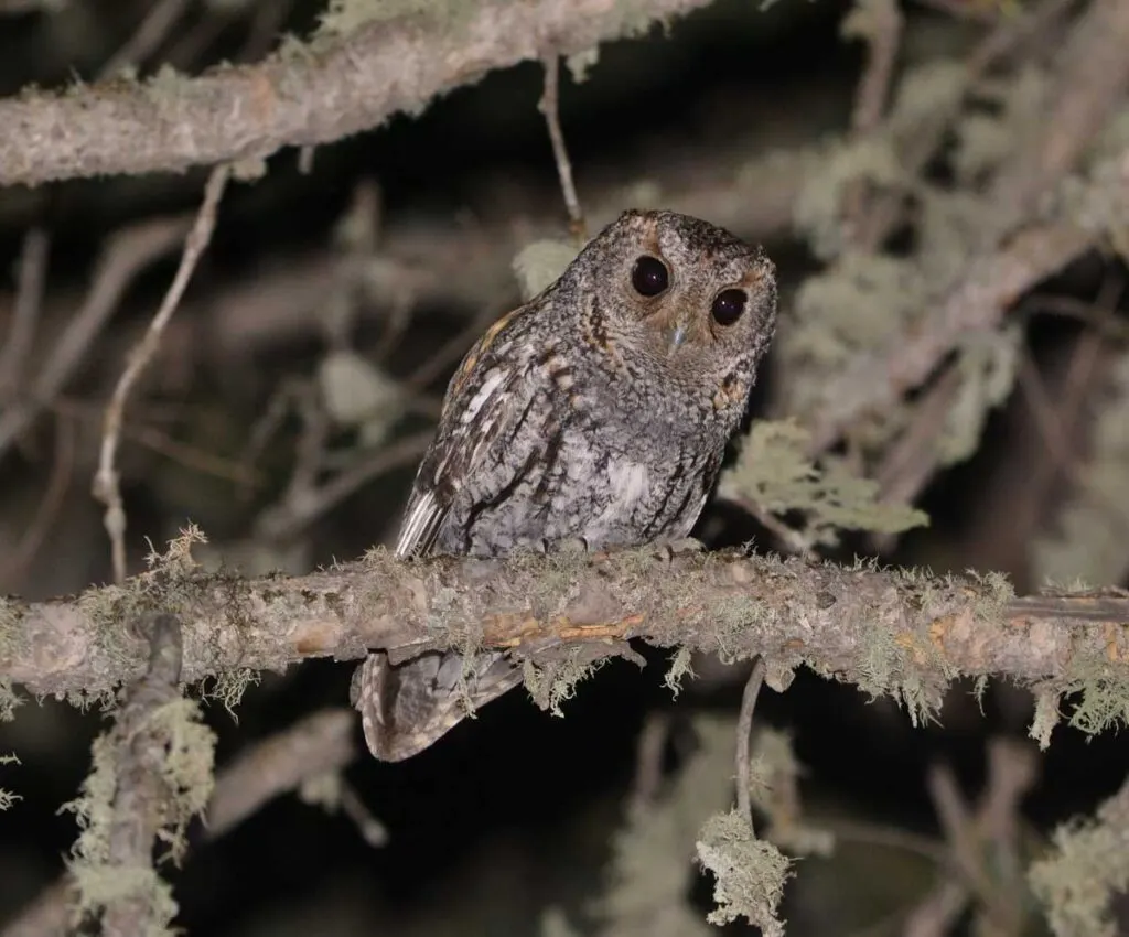 Flammulated Owl in pine tree