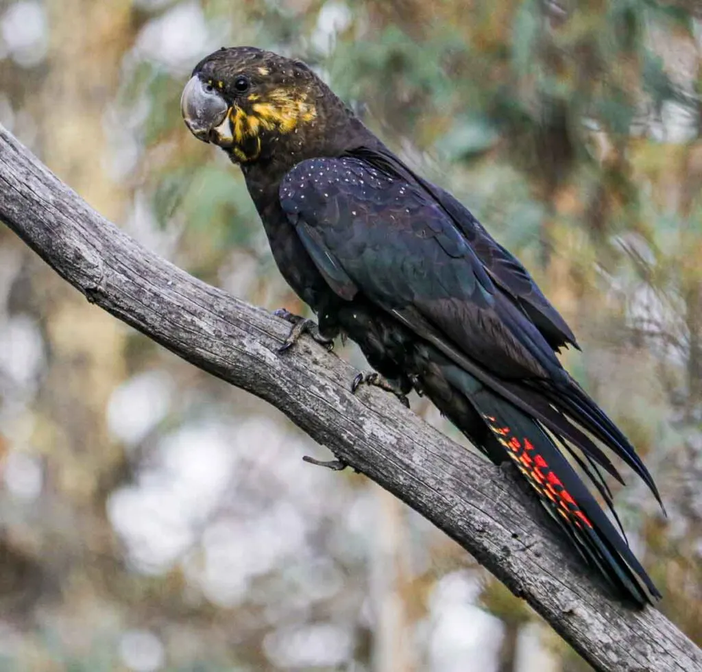 A female Glossy black cockatoo