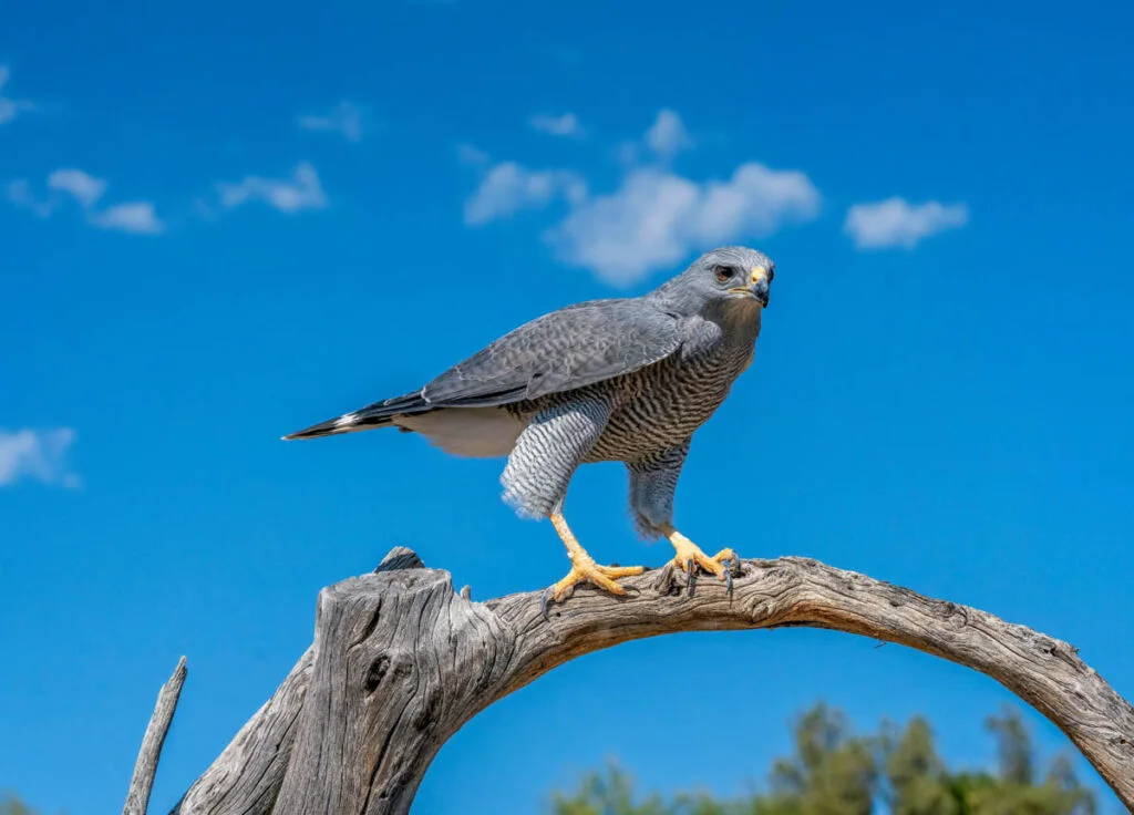 Gray Hawk Perched on Branch with blue sky and clouds