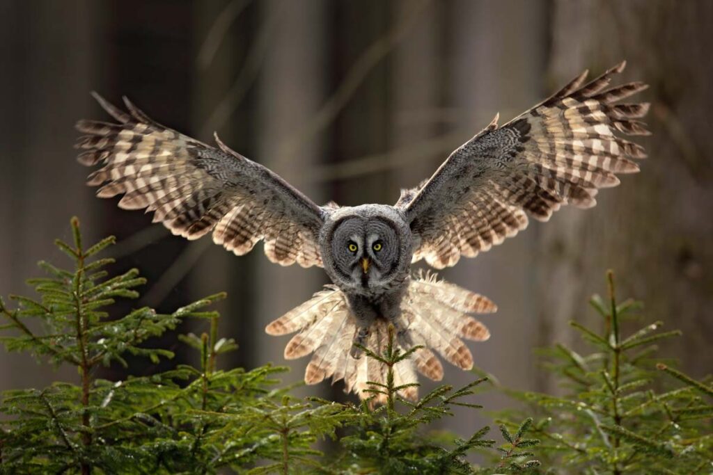 Action scene from a flying Great Grey Owl, Strix nebulosa, above green spruce tree with dark forest in background