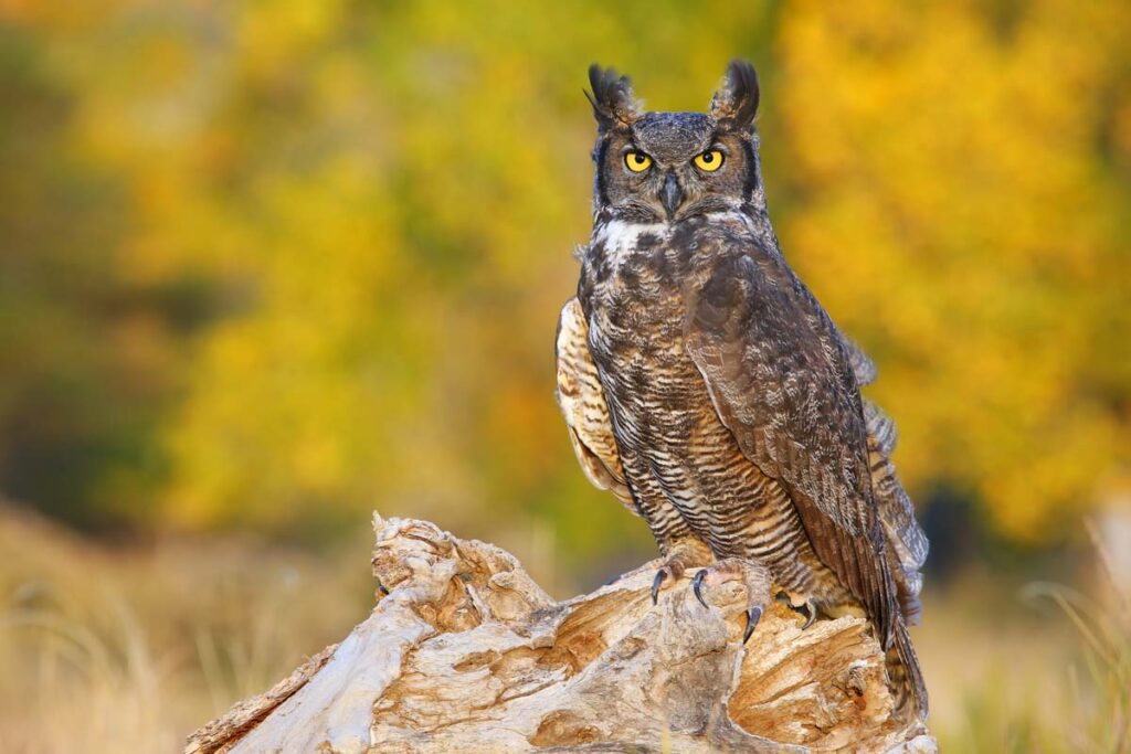 Great horned owl (Bubo virginianus) sitting on a stump