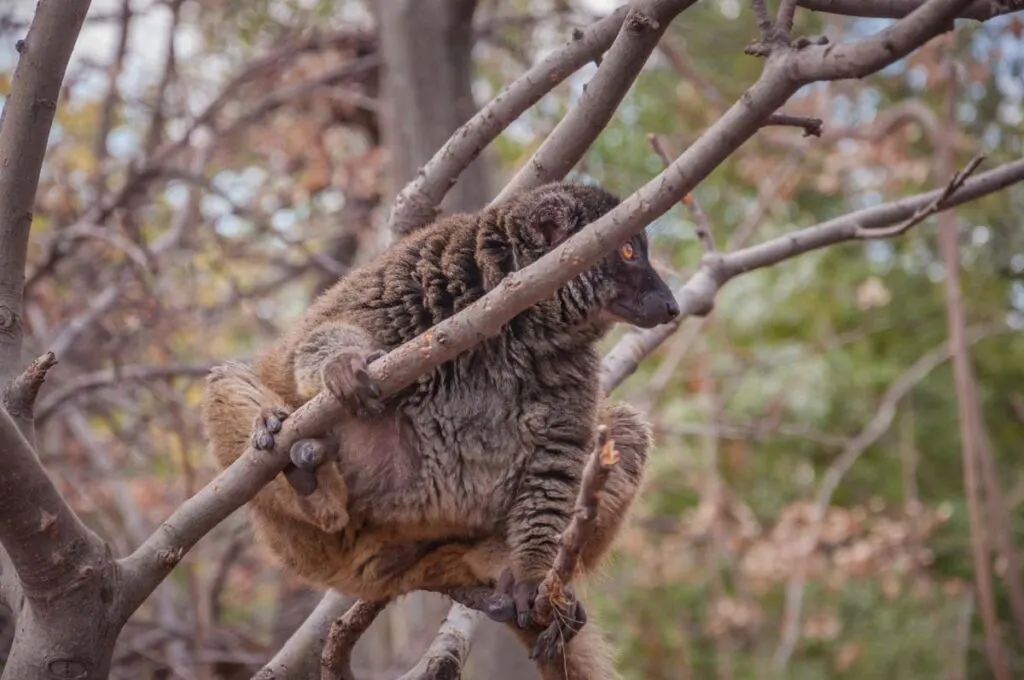 Greater bamboo lemur (Prolemur simus) resting on a tree