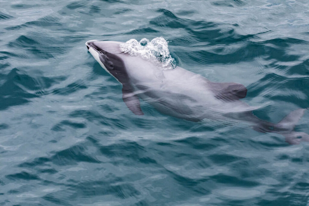 Hector's Dolphin (Cephalorhynchus hectori), the world's smallest and rarest marine dolphin