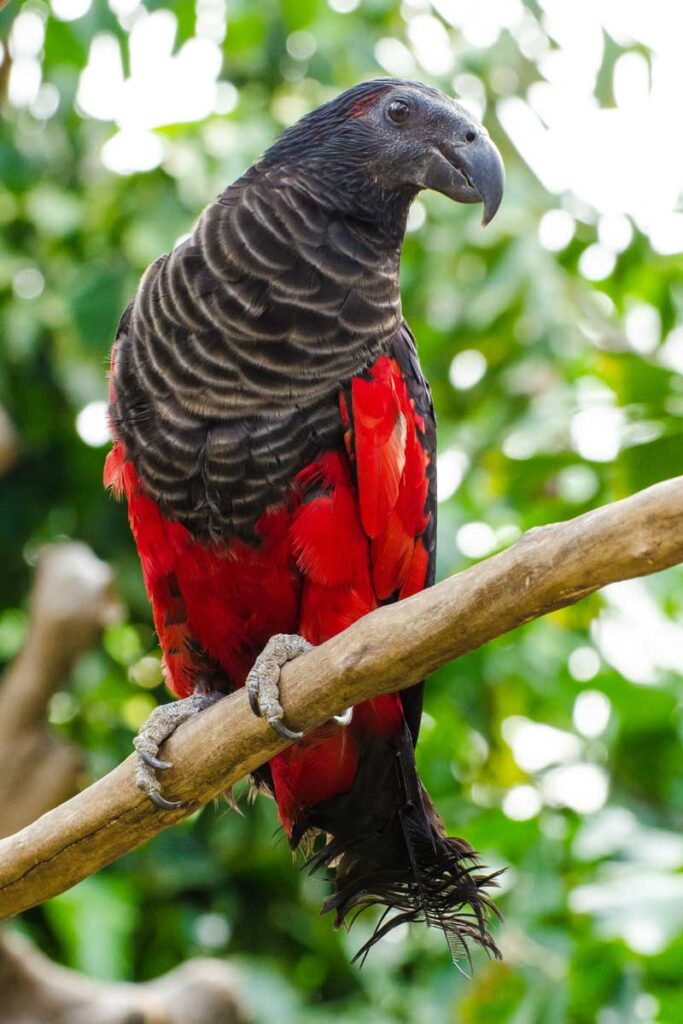 Pesquet's Parrot perched on a tree branch