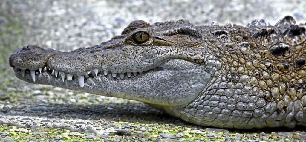 Philippine crocodile portrait