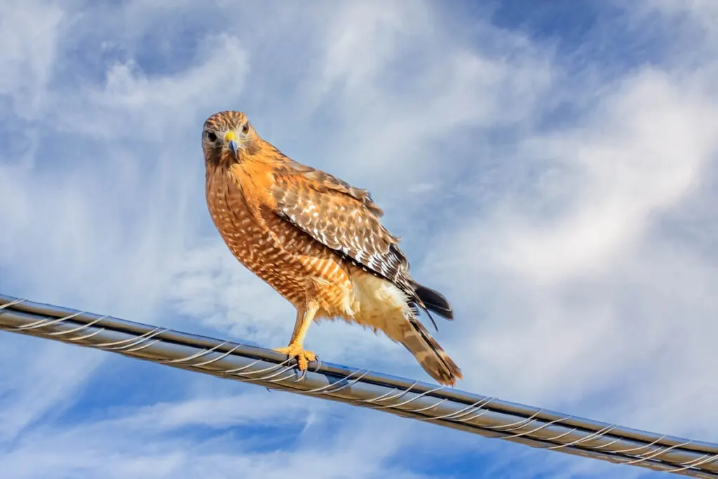 Red-shouldered Hawk perched on a wire