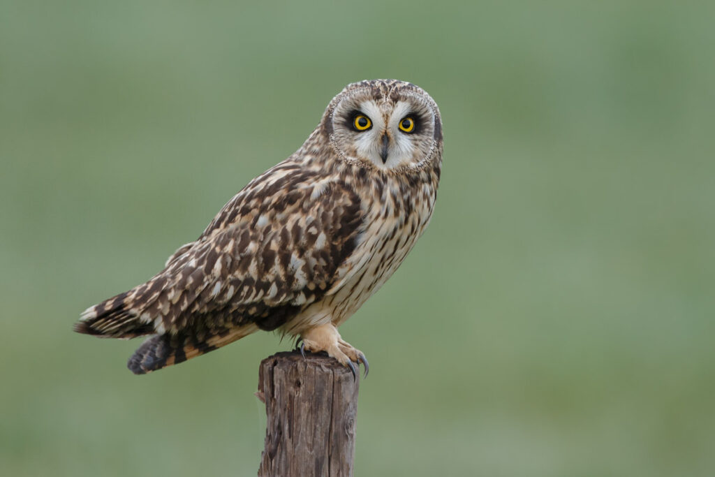 Short eared owl facing camera