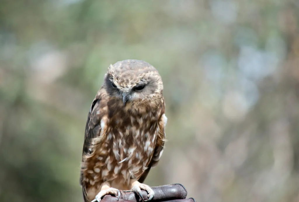 The Southern Boobook is the smallest and most common owl in Australia