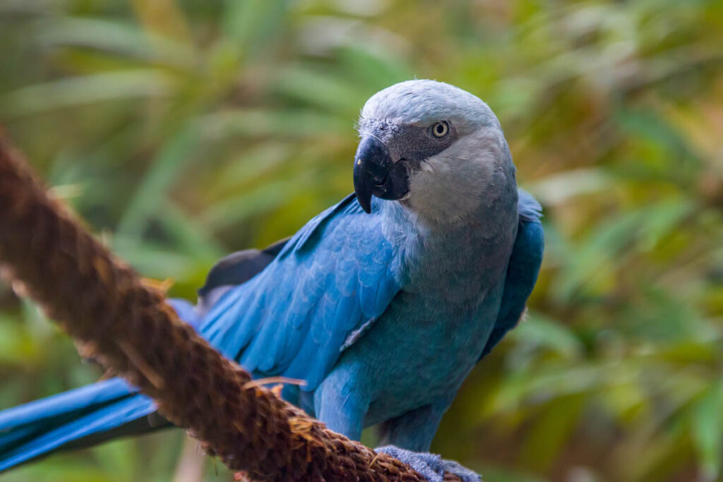 The Spix's macaw is a macaw native to Brazil