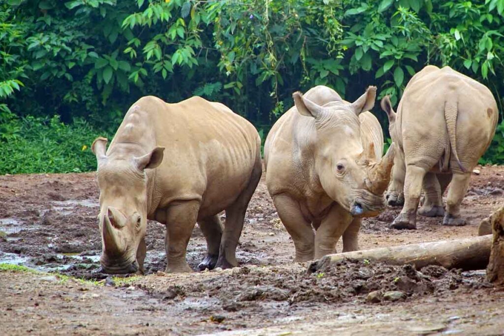 Sumatran Rhinoceros group