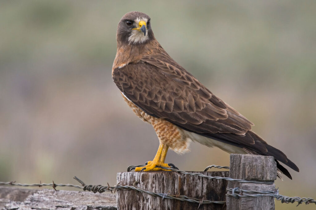 Swainson's Hawk Perching on a Wooden Fence