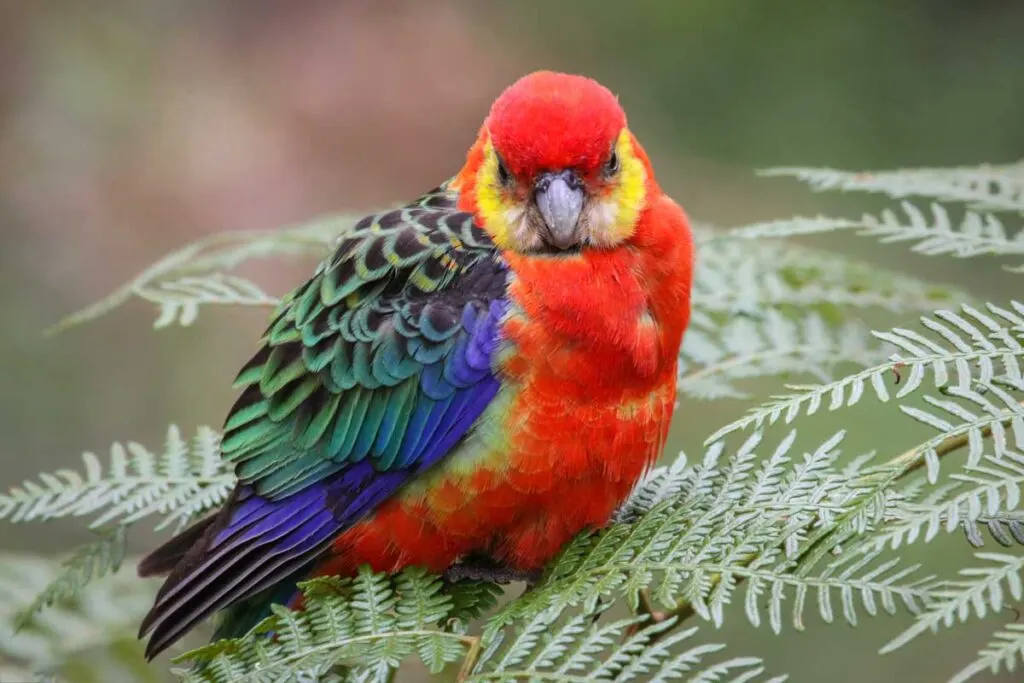 Close up of a colorful Western rosella parrot perching on leaves