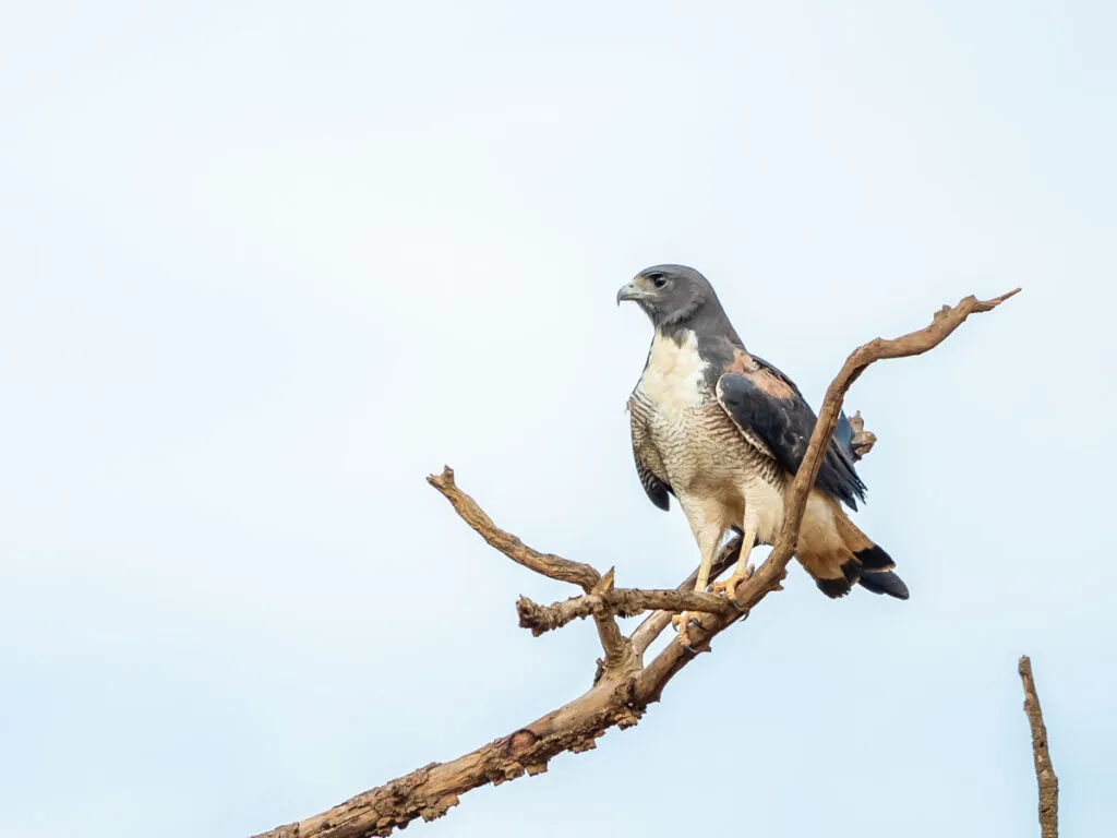 White-tailed Hawk on tree