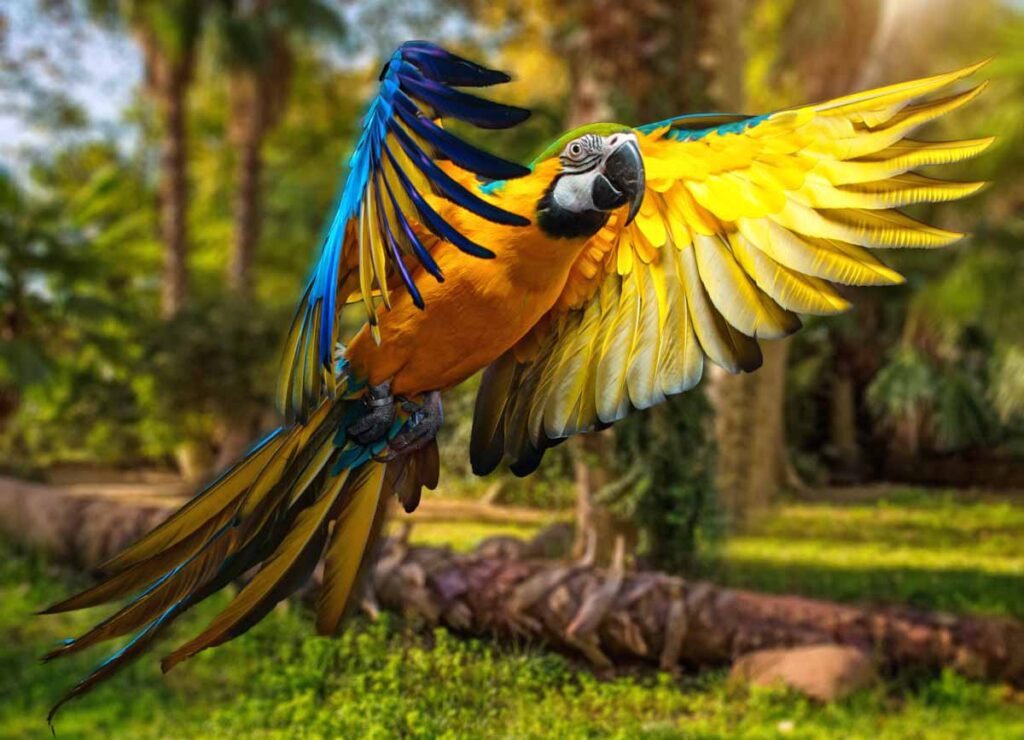Blue-and-yellow macaw is one of the most colorful types of birds