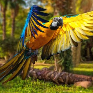 Blue-and-yellow macaw parrot flying