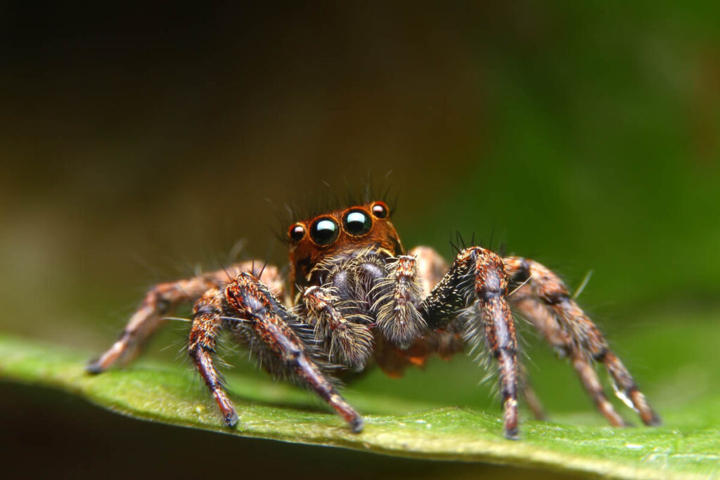 Jumping Spider on green leaf