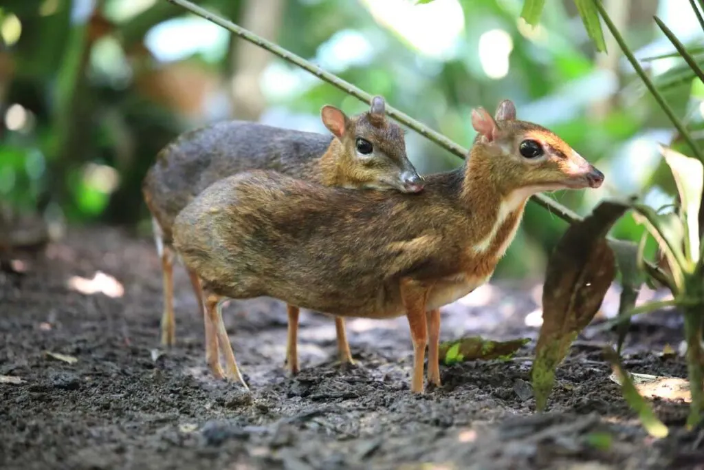 Very cute chevrotain (mouse deer)