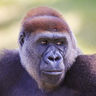 Portrait of the cross river gorilla
