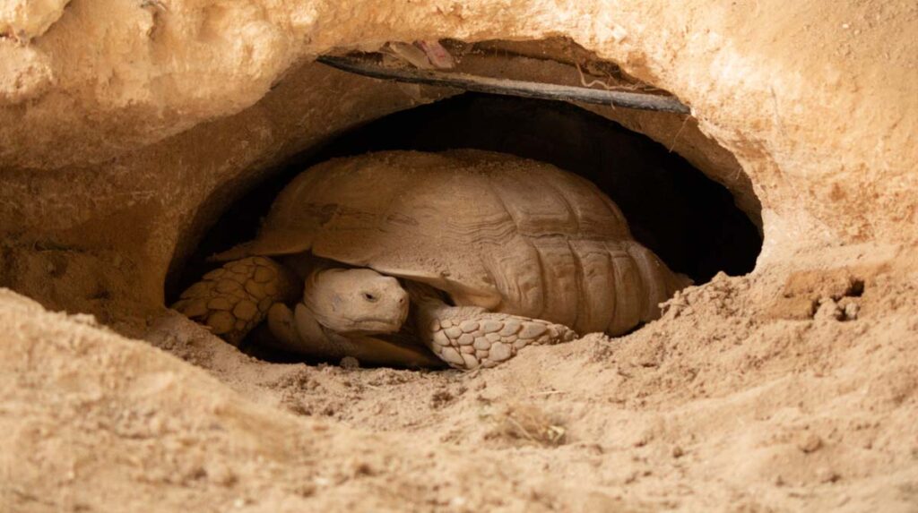 Desert tortoise in a burrow