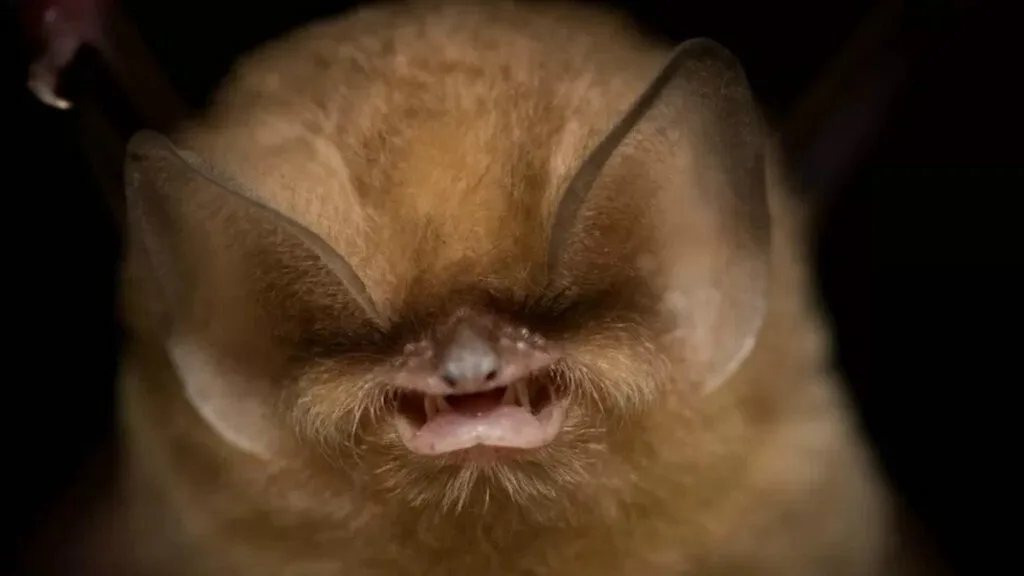 Cuban greater funnel eared bat closeup