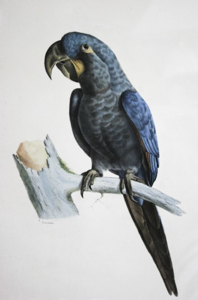 Glaucous macaw illustration
