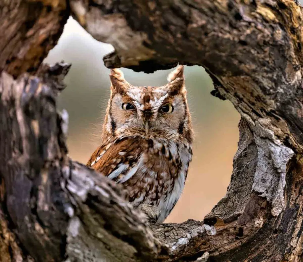 The eastern screech owl seen through a tree hole