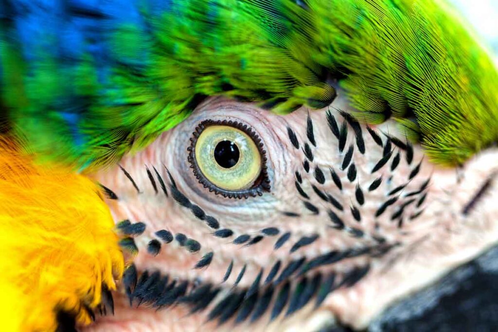 Beautiful eye of parrot bird Great-Green Macaw