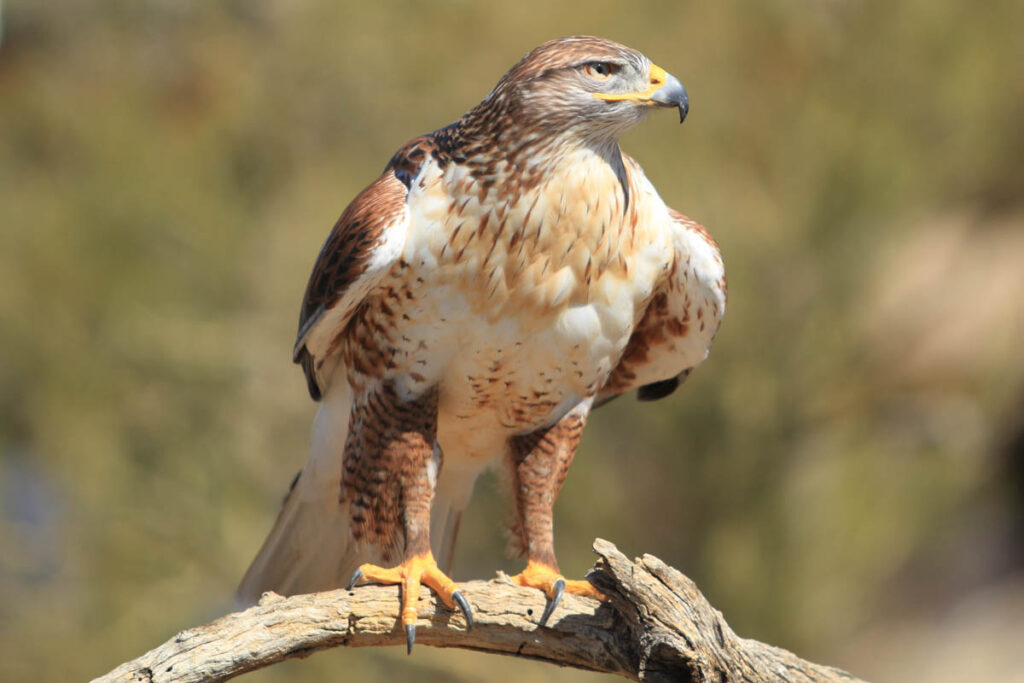 Ferruginous hawk (Buteo regalis) in its native habitat