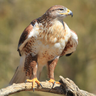 Ferruginous hawk (Buteo regalis) in its native habitat