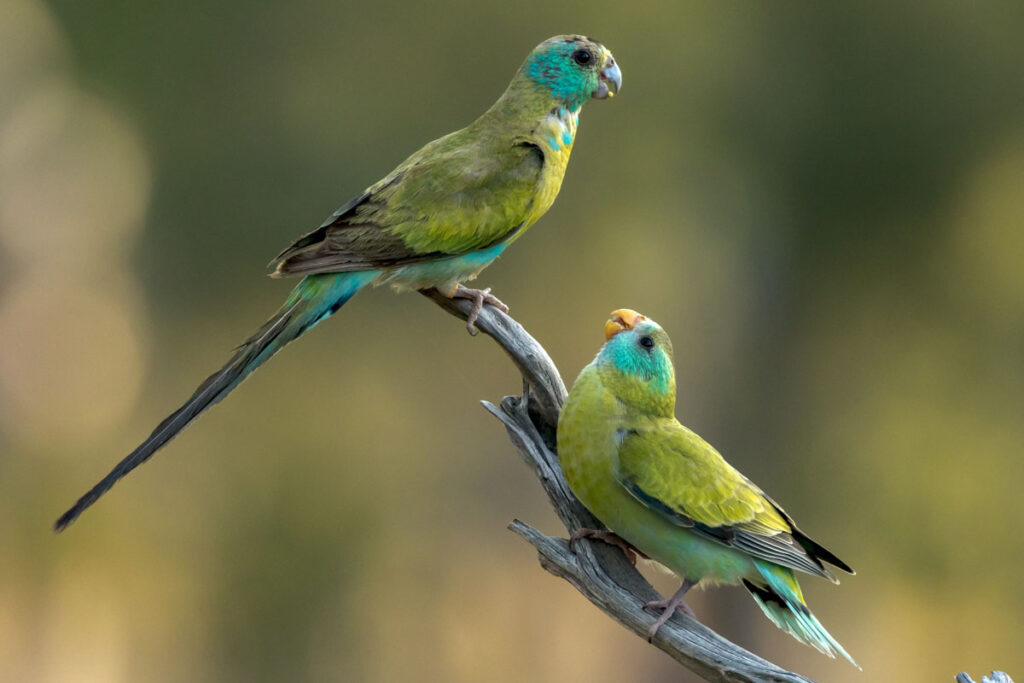 Golden-shouldered Parrots in Queensland Australia
