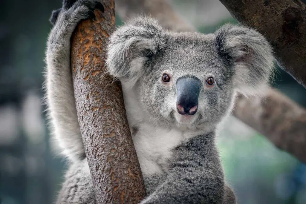 Portrait of a koala