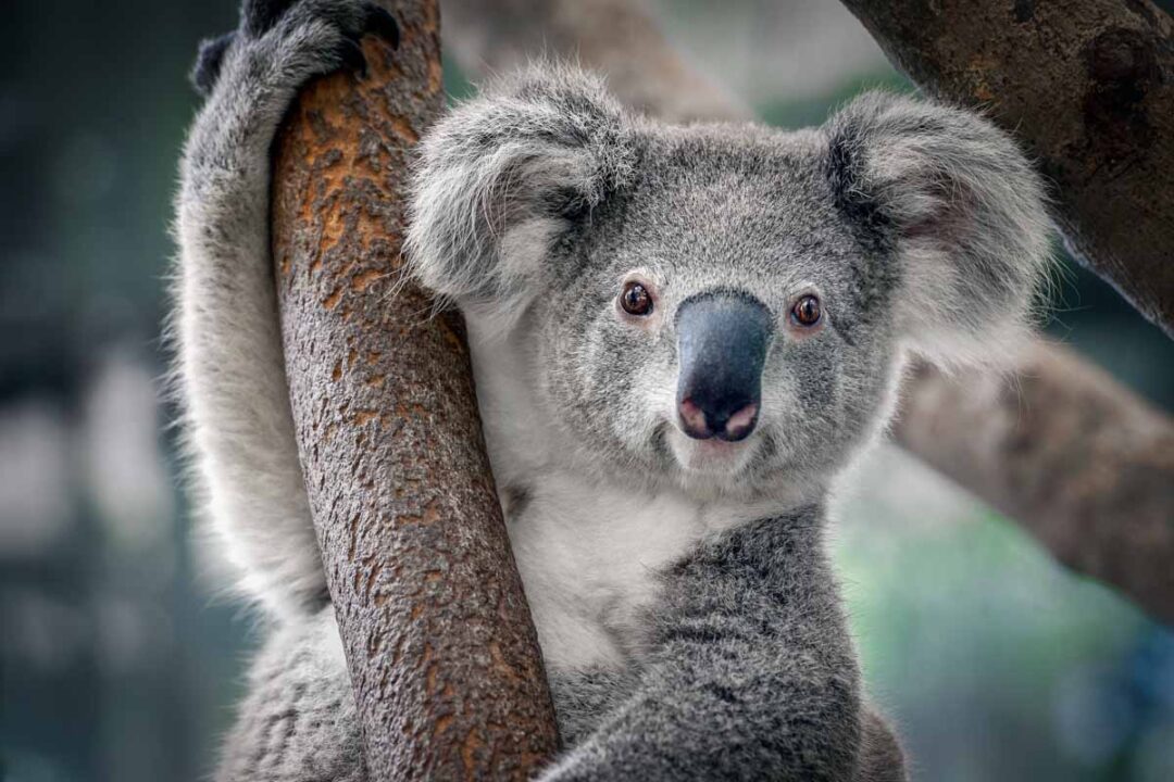 19 of the Most Solitary Animals in the World - Wildlife Explained
