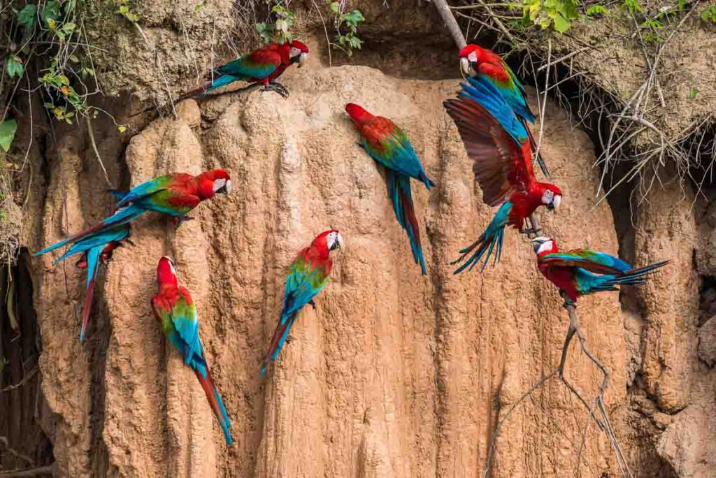Scarlet macaws are one of the prettiest types of parrots!