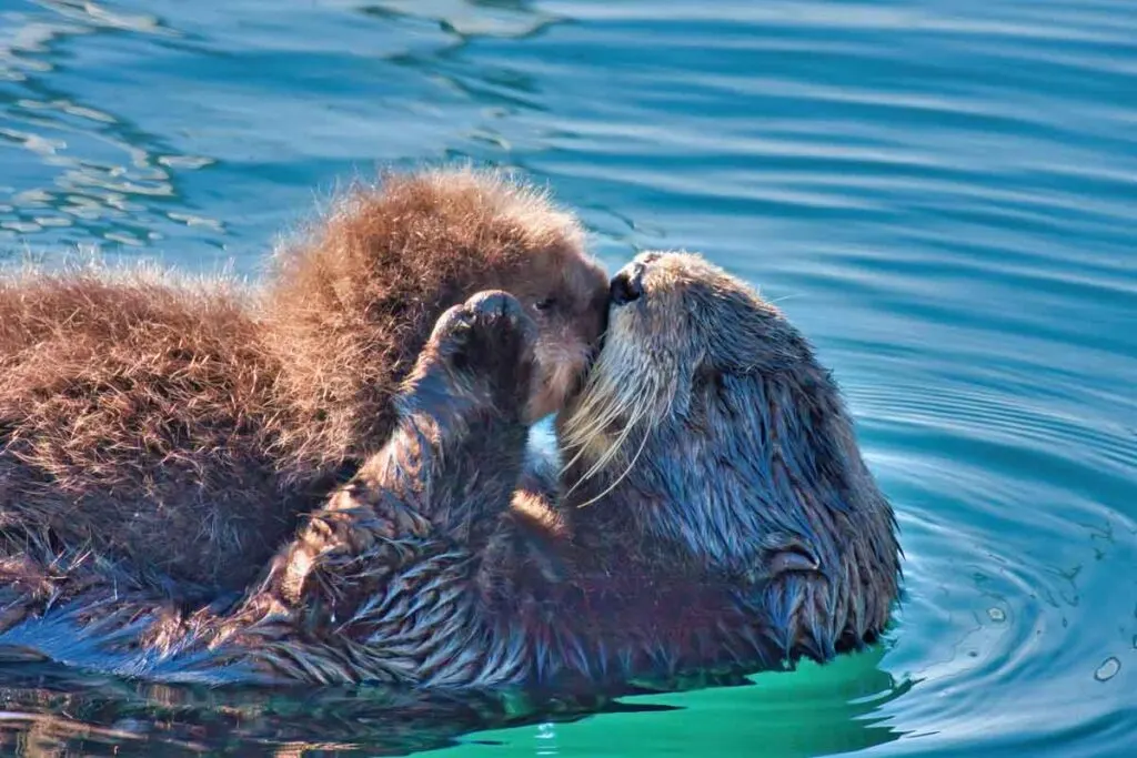Mother sea otter kissing her baby on the lips
