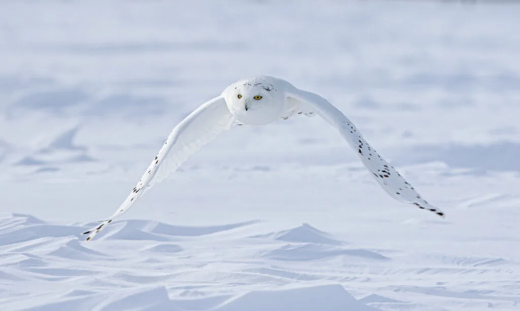 Snowy owl (Bubo scandiacus) male flies low hunting over an open sunny snowy field