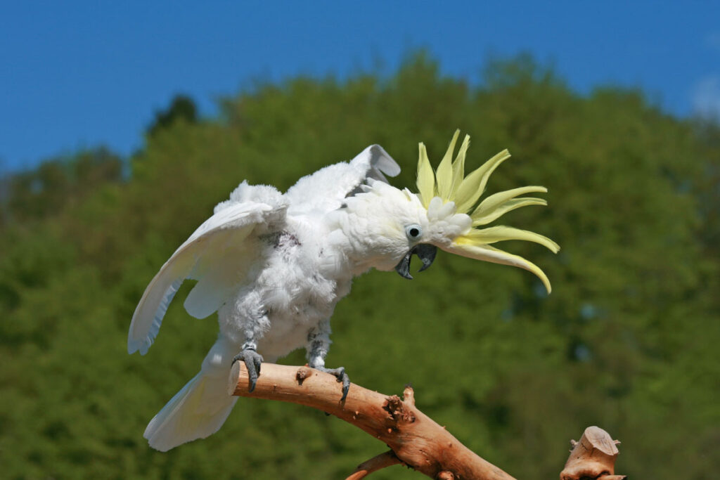 sulphur-crested cockatoo on a tree branch