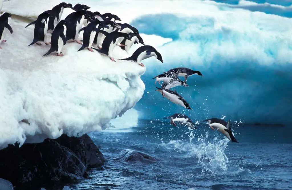Adelie Penguin group Leaping into Ocean