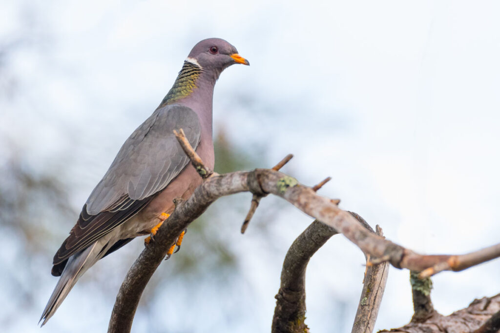Band-tailed Pigeon sitting on tree branch