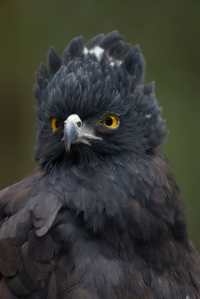 Black Hawk-Eagle (Spizaetus tyrannus) closeup