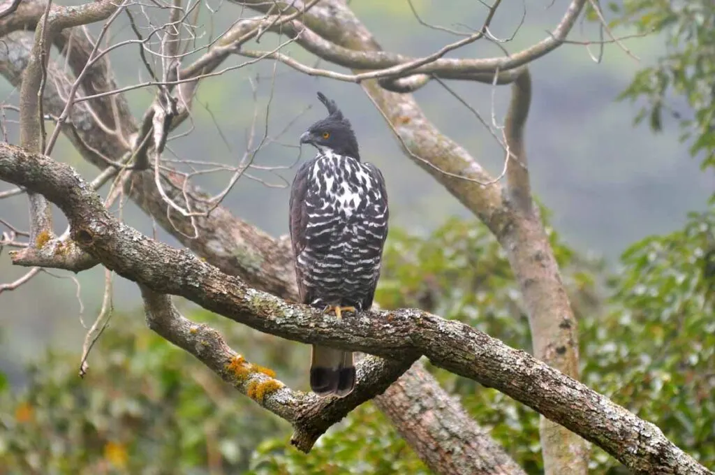 Blyth's Hawk-eagle (Nisaetus alboniger) perched on tree
