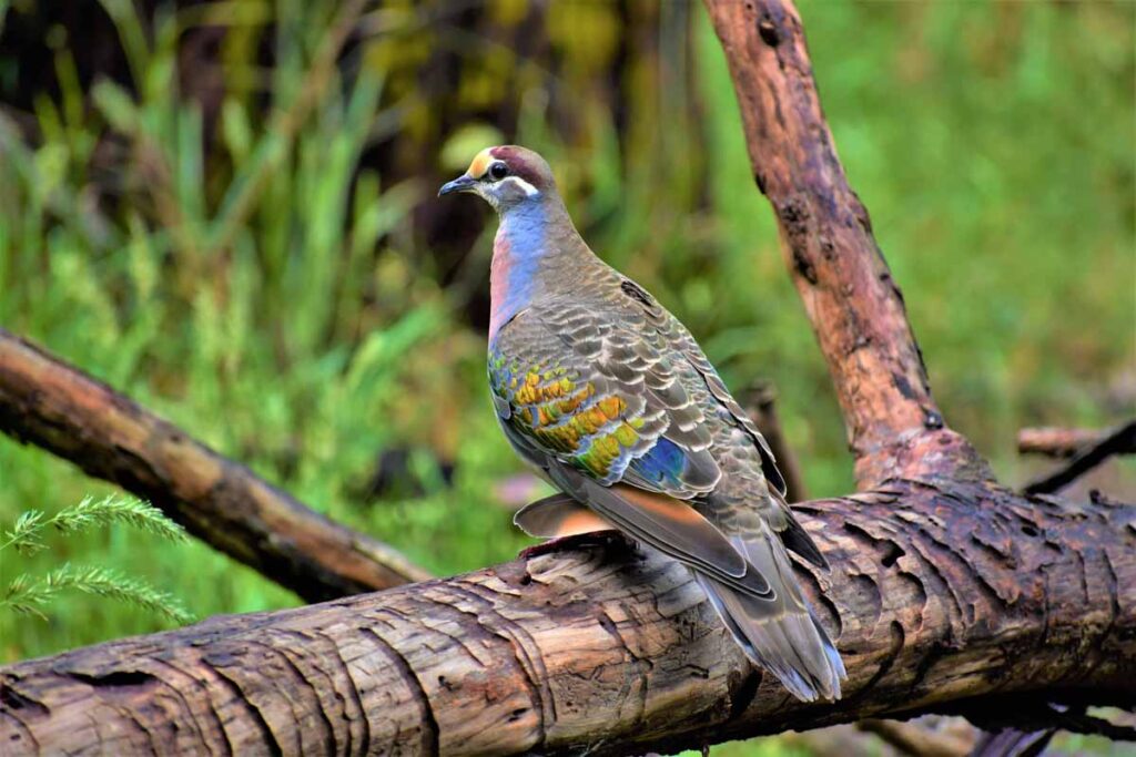 Male Common Bronzewing pigeon perched on log