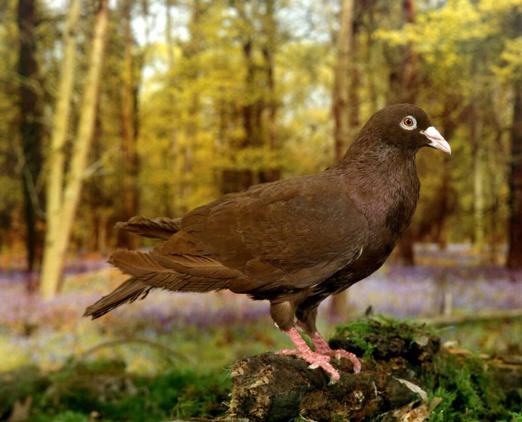 Carneau Pigeon in forest