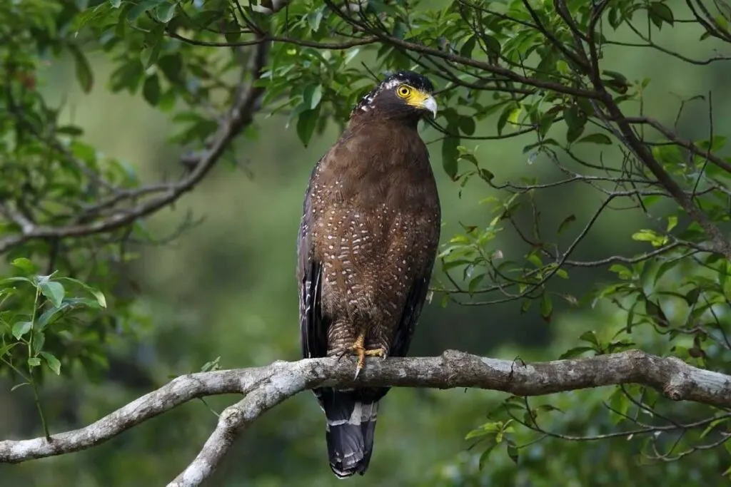 Crested Serpent Eagle, Spilornis cheela, perched on tree