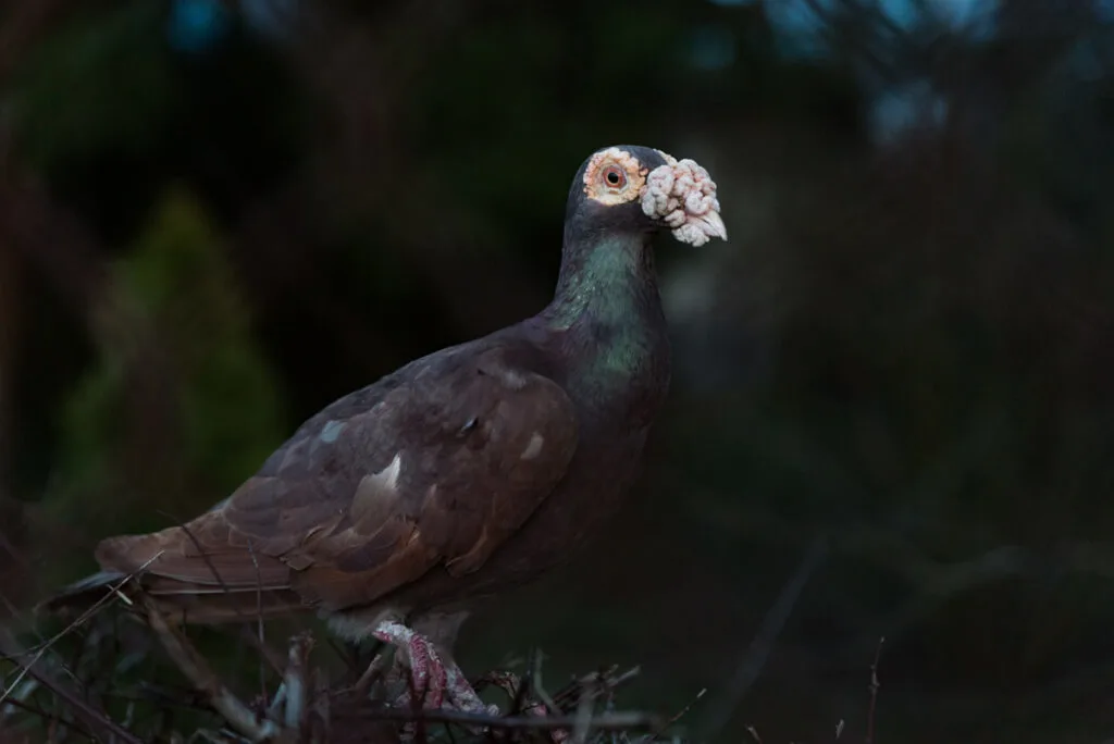 English Carrier pigeon perched on a bush